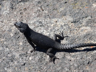 South African lizard