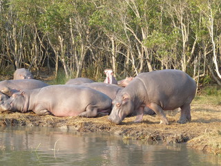 South African hippos