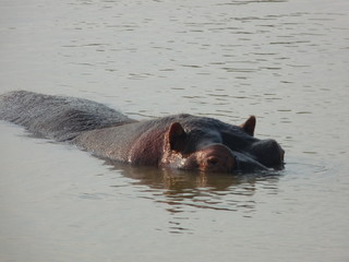 Fototapeta premium South African hippos