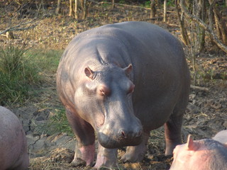 South African hippos