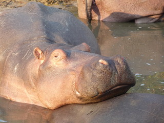 South African hippos