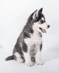  beautiful husky puppies on white background