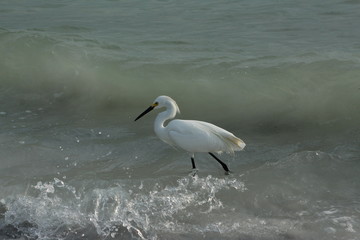 Snowy white egret on the beach wading in the shoreline waves crashing
