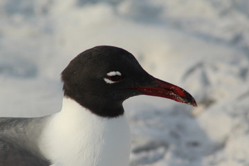 Black and white seagull with red beak in the beach sand