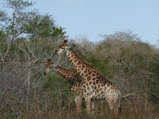 South African Giraffe