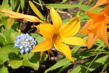 Thunberg lily