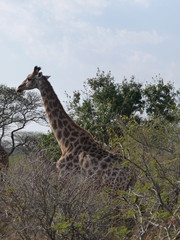 South African Giraffe