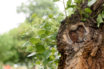 close up of poplar tree with green leaves in park