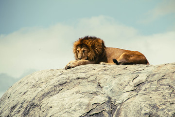 A large male lion in Simba Kopje