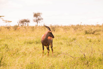 A large antelope in Serengeti