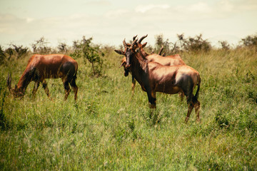 A group of large antelopes 