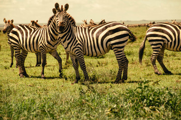 Fototapeta na wymiar The zebras of Serengeti