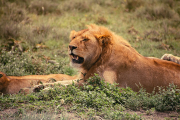 Fototapeta na wymiar The lions of Serengeti, during migration 