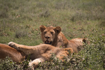 Naklejka na ściany i meble The lions of Serengeti, during migration 
