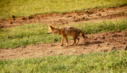 A golden fox in Ngorongoro Crater