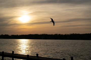 Common Tern flying over the Niagara River at sunset on a summer evening