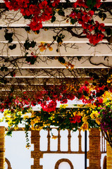 closeup on a beautiful arbor covered with climbing plants with colorful flowers, relax place