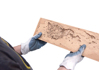 Hand of a carpenter pointing at a wood plank destroyed by termites isolated on white