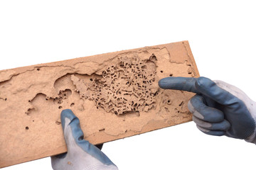 Hand of a carpenter pointing at a wood plank destroyed by termites isolated on white