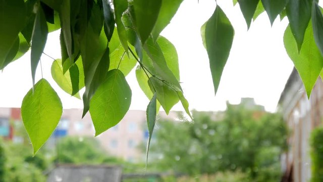 Abstract blurred backgrounds hiking trail in the green leafy park on which many soft flying white poplar fluff. Beautiful green leaf on the branch of a tree with the sun backlighting.
