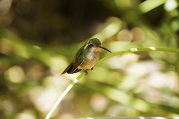 Black chin hummingbird