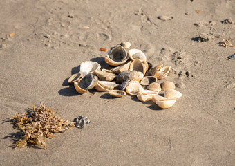 Fototapeta na wymiar sea shells on the sea shore