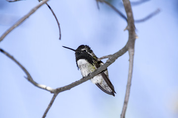 Black-chinned hummingbird resting on branch