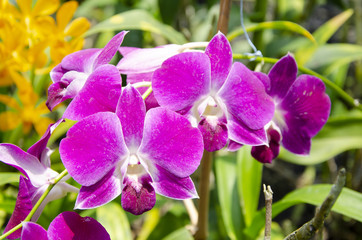 purple Thai orchid in the farm
