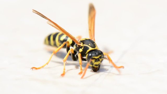 Wasp insect on white background. Macro shooting close up
