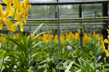Yellow Thai orchid growing in the farm