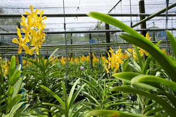 Yellow Thai orchid growing in the farm