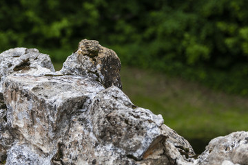  Mountain stone close-up against a background of green trees