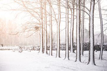 Snowy landscape in Soria Spain