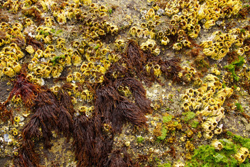 Barnacles  at low tide on Seal Rock beach