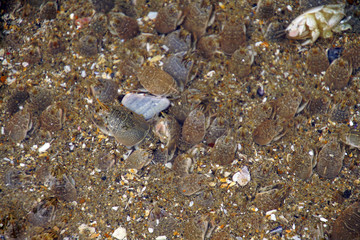 Pacific sand crab  at low tide