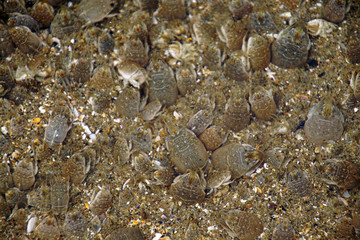 Pacific sand crab  at low tide