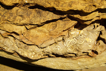 Clam fossils from the miocene era