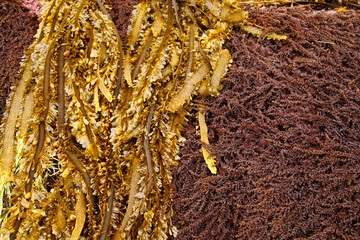 Brown seaweed kelp at low tide