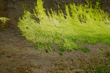 Fluorescent lime green seaweed kelp and algae at low tide