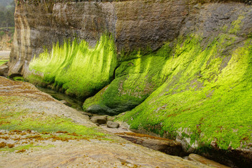 Fluorescent lime green seaweed kelp and algae at low tide