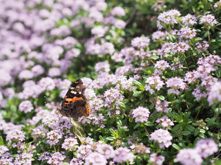 満開に咲く花にとまるベニシジミ