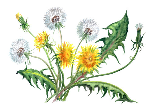 Dandelion flowers with fluffy heads, buds and leaves, watercolor painting on white background, isolated.