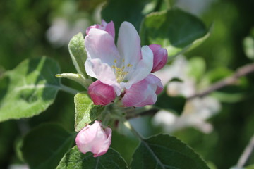 Naklejka na ściany i meble Apple tree flowers