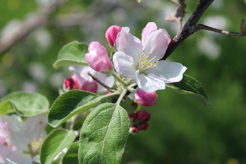 Obraz premium Apple tree flowers