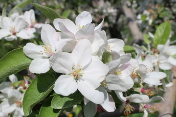 Apple tree in full bloom