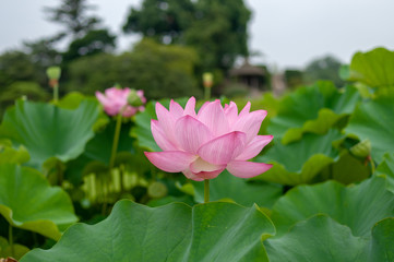 Fototapeta premium ハス