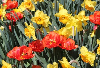 PRETTY YELLOW DAFFODILS