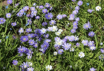 Fototapeta premium TINY PURPLE FLOWERS