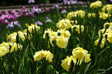 Obraz premium Japanese Iris
