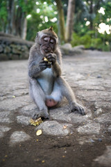 Young balinese long tailed monkey (macaca fascicularis) sitting on the ground eating in the sacred monkey forest in Ubud, Bali, Indonesia (09.05.2018)